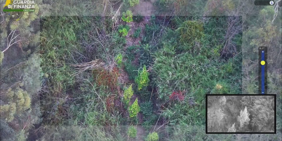 Sequestrata piantagione di marijuana a Papanice