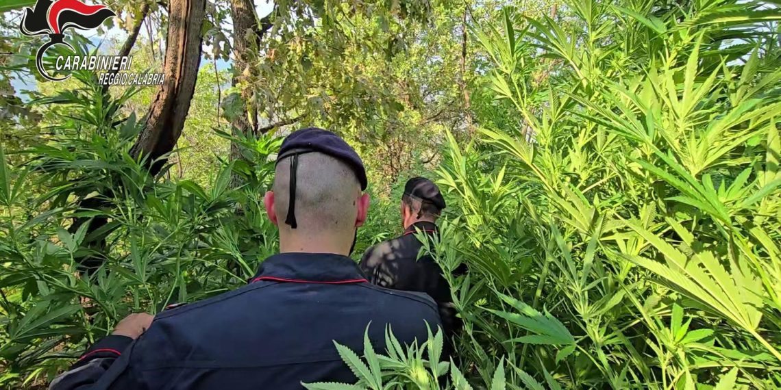 Cannabis nei boschi di Nardodipace, Carabinieri sequestrano 476 piante