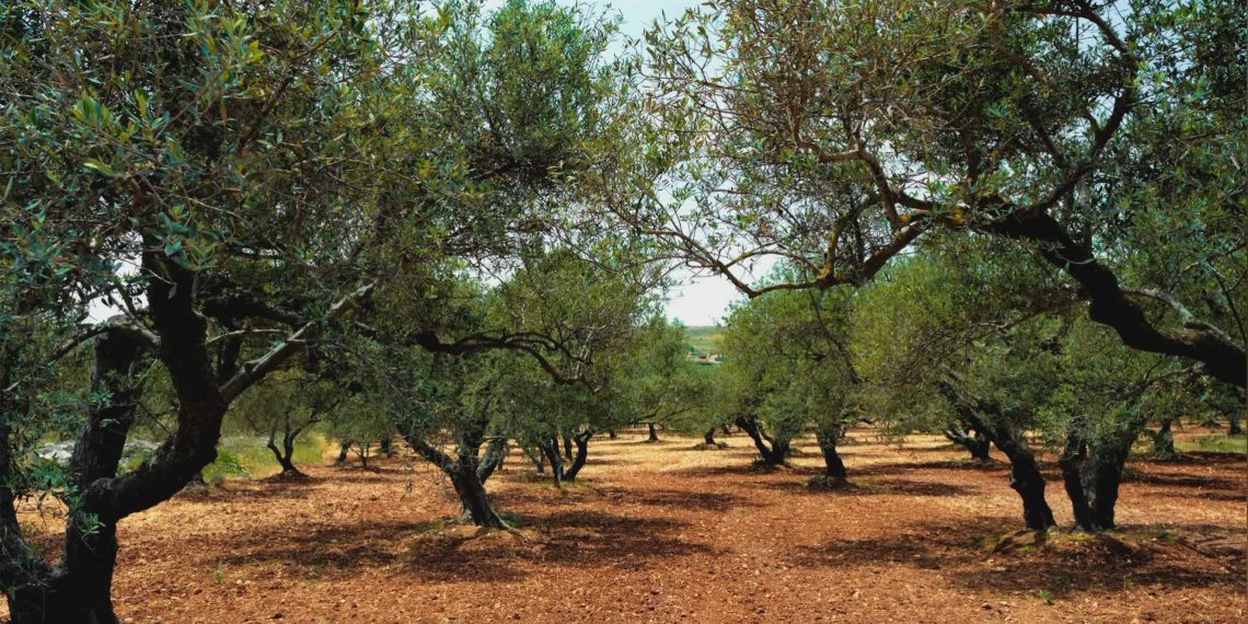 Svimez, cresce del 5,2% l’economia calabrese negli ultimi quattro anni