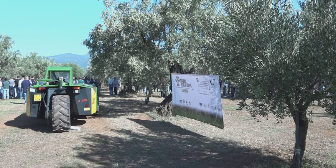 Olivicoltura: l’Academy punta sull’innovazione