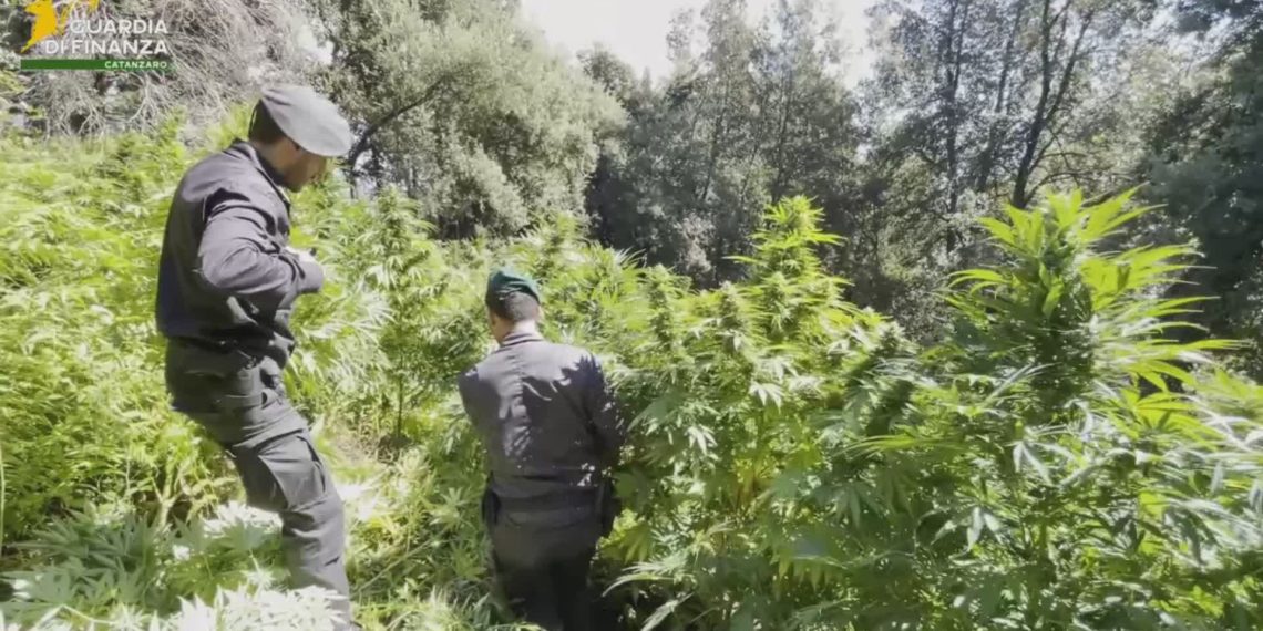 Guardia di Finanza, sequestrate 19 piantagioni di cannabis in Calabria