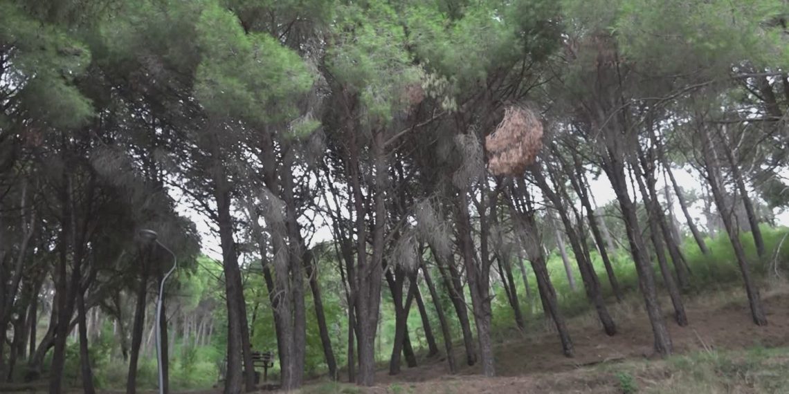 Riapre Bosco “Li Comuni” di Catanzaro: il respiro migliora