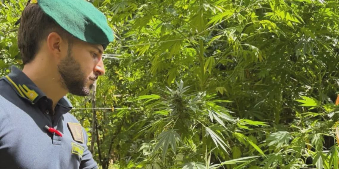 Reggio Calabria, blitz nei boschi: scoperte dieci piantagioni di marijuana