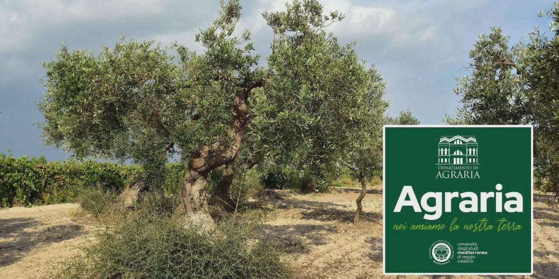 Olivicoltura, a Reggio Calabria il convegno nazionale su ricerca e nuove tecnologie