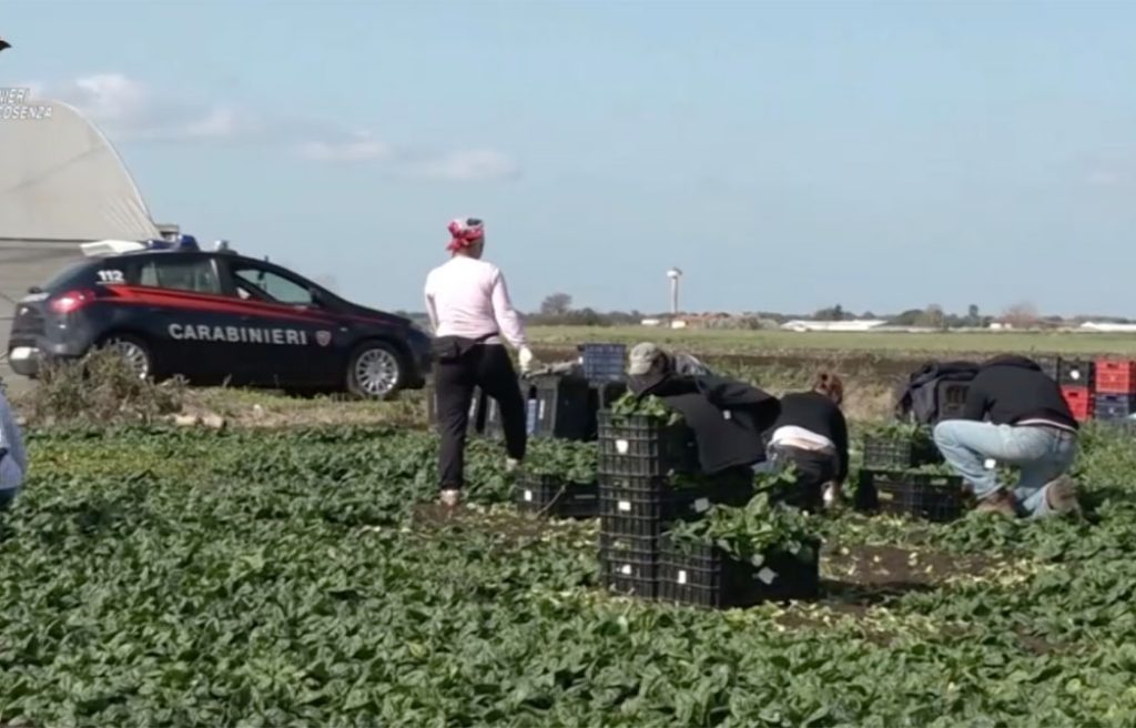 Quindici euro per 12 ore di lavoro nei campi: 15 arresti in una operazione contro il caporalato (Video)