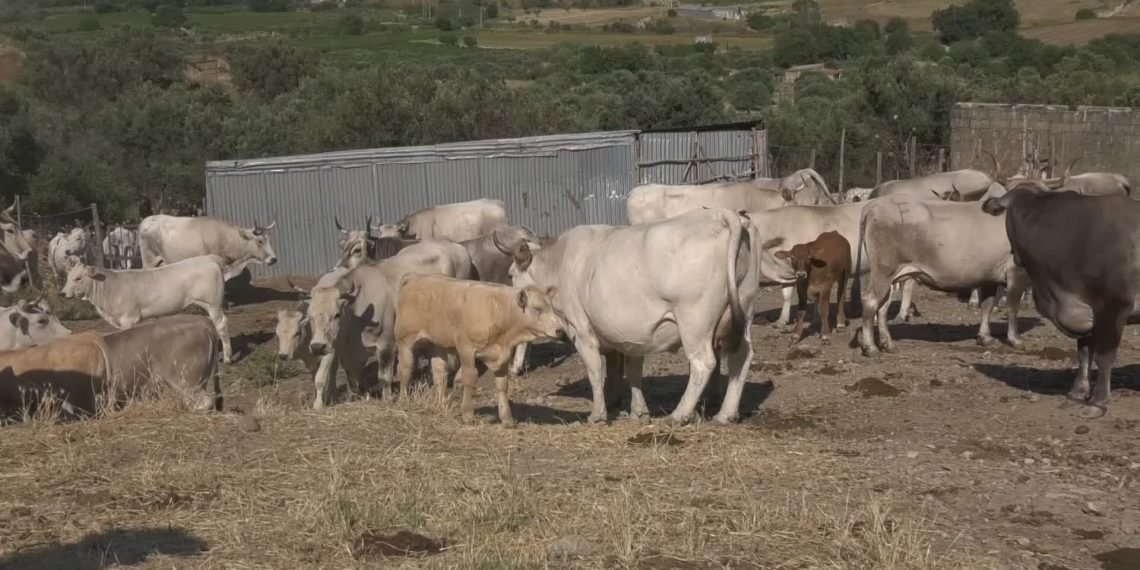 Ara riscopre i “tratturi”