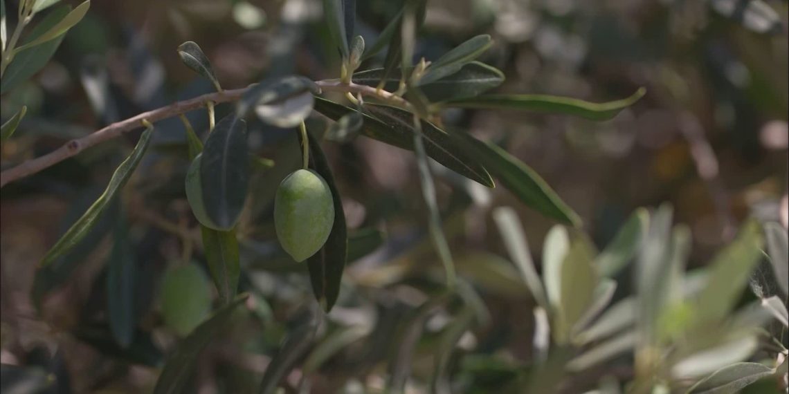“Academy Olivo in Campo – Calabria”: due giorni di confronto tra innovazione, imprese e mercato