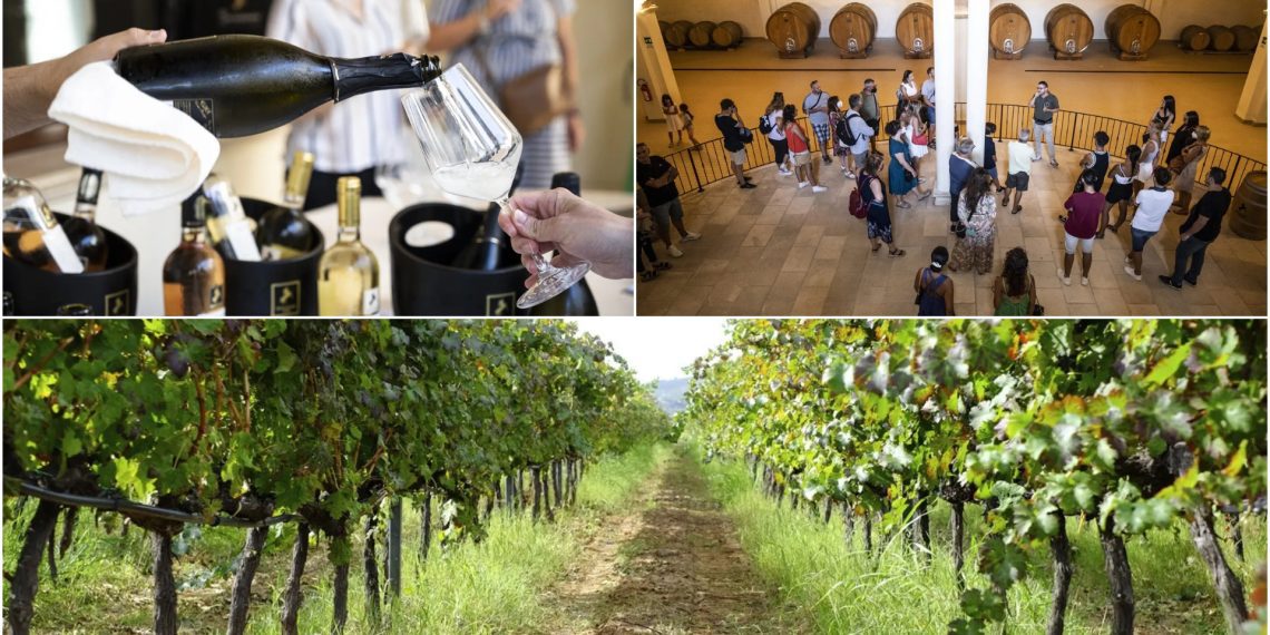Senatore Vini: un 2026 ricco di soddisfazioni