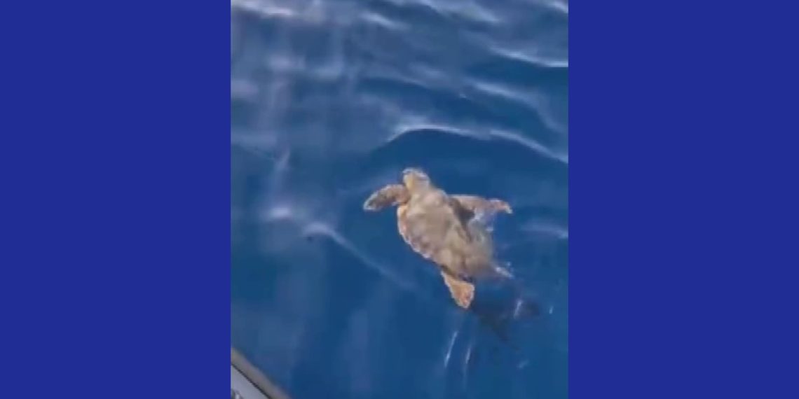 Tartaruga Caretta caretta salvata al largo di Condofuri