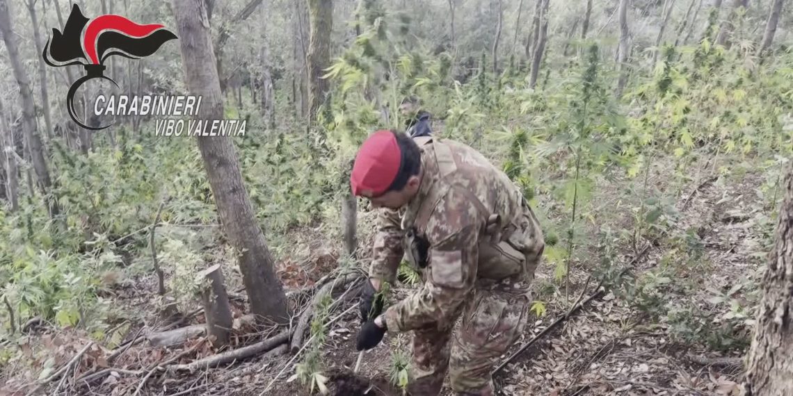 Scoperta dai Carabinieri piantagione di marijuana con 550 piantine