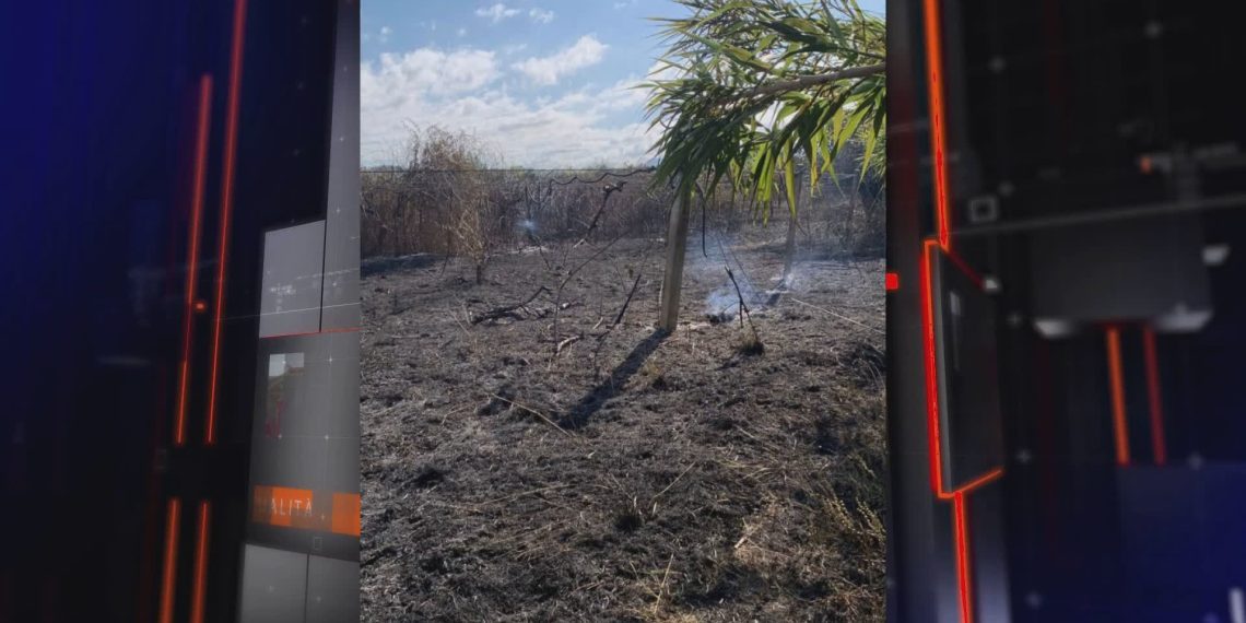 Nuova intimidazione a imprenditrice, in fiamme kiwi e ulivi