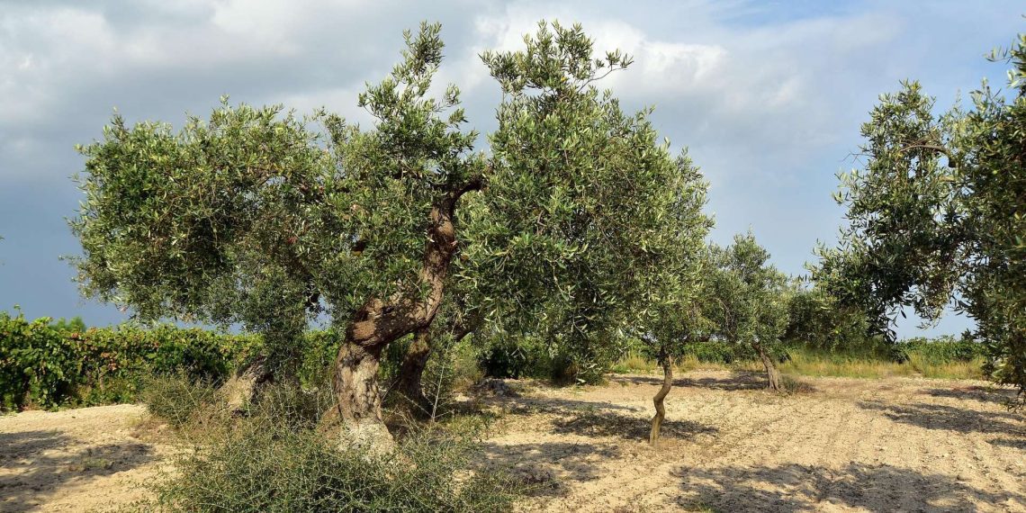 Xylella in Calabria, Gallo: al via l’eradicazione degli ulivi infetti