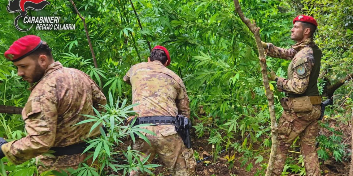 Gioiosa Ionica, scoperta coltivazione di cannabis: sequestrate 300 piante