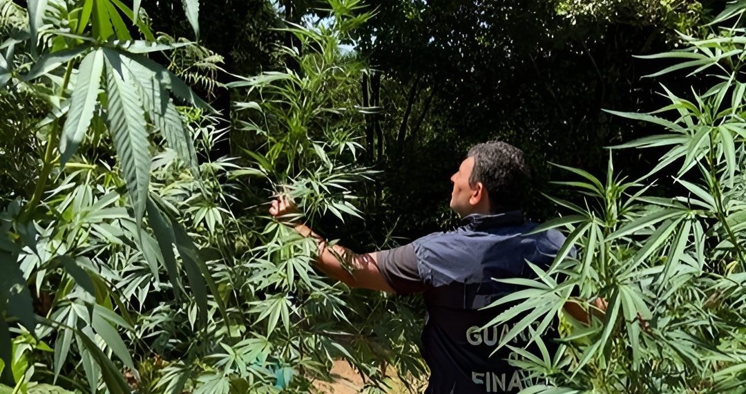 Grisolia, blitz della Finanza contro la droga: sequestrate 53 piante di marijuana