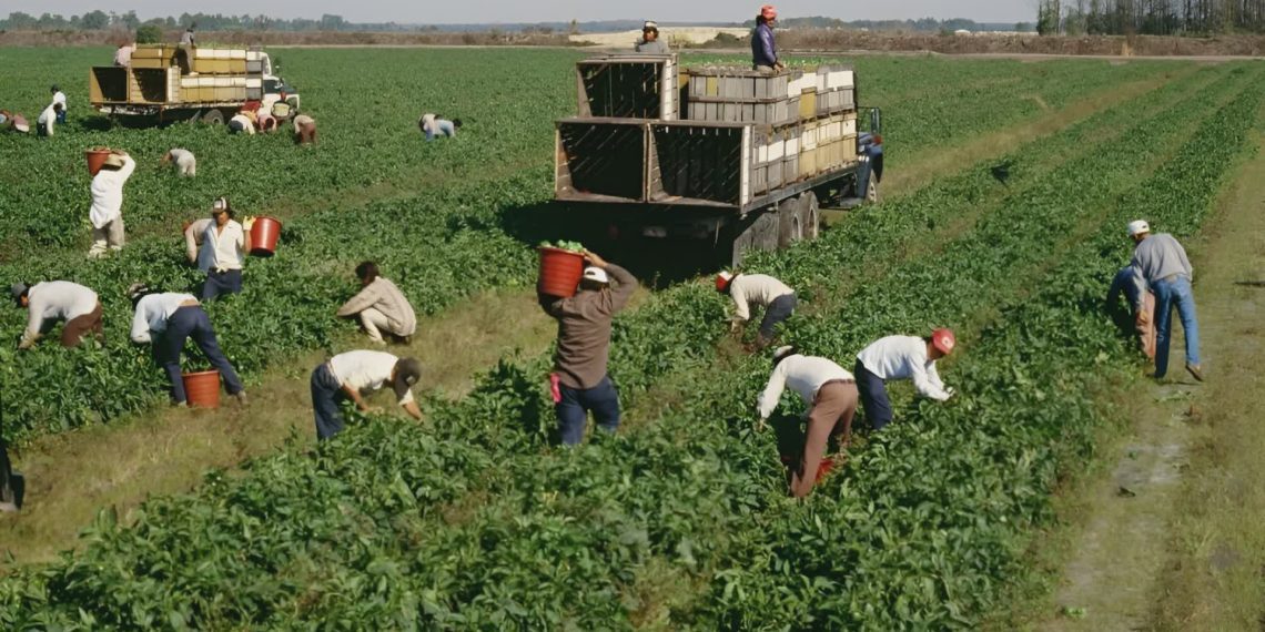 Agricoltura, CIA Calabria in stato di agitazione permanente