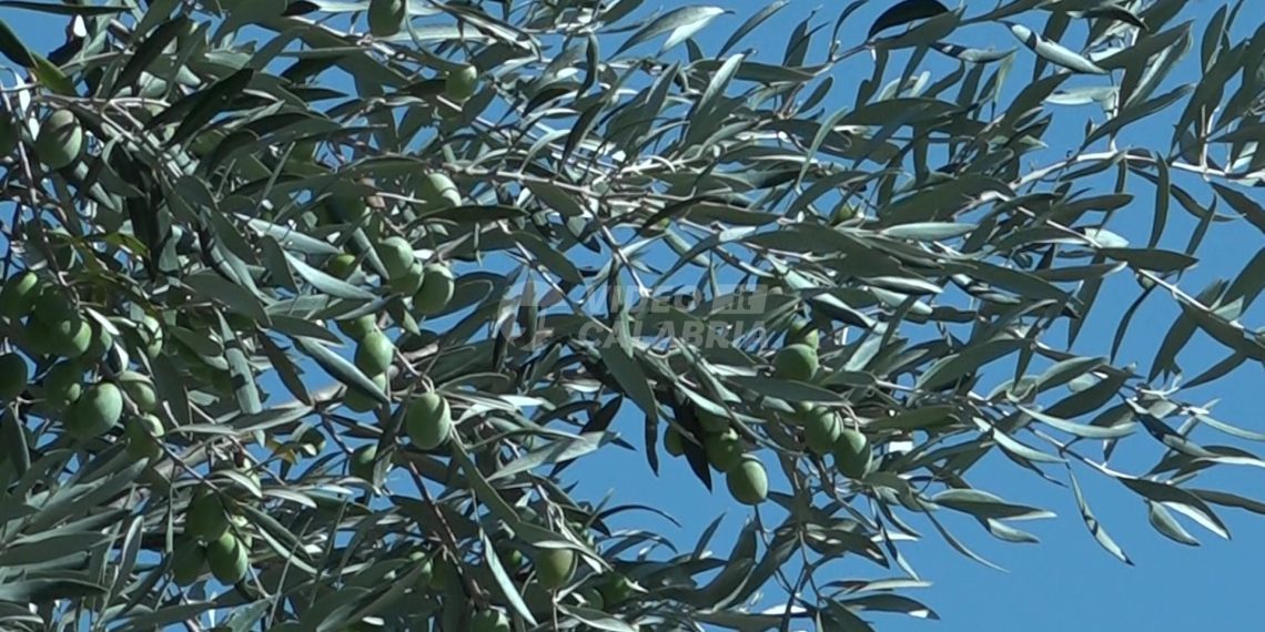 Primo caso di Xylella in Calabria, individuato focolaio a Taurianova