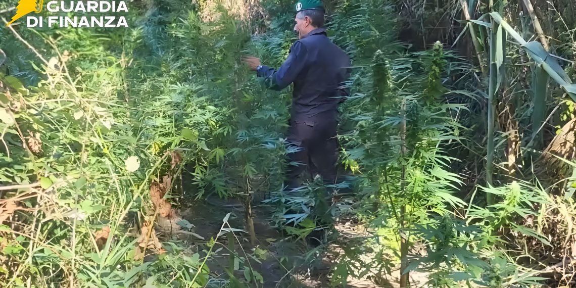 Guardia di Finanza scopre due piantagioni di droga: sequestrate 160 piante